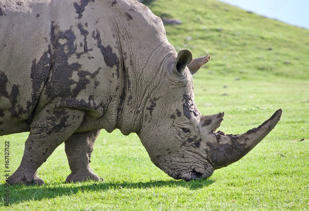 Fototapeta premium Picture with a rhinoceros eating the grass