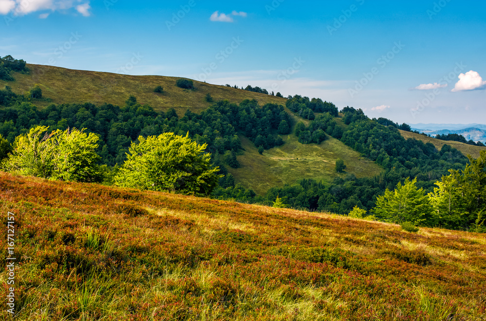 forest on a hillside in evening light