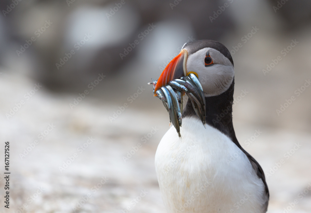 Atlantic Puffin Atlantic Puffin