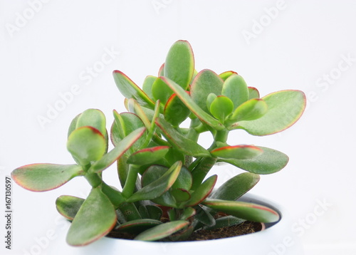 Crassula ovata,plante succulente en pot Stock Photo | Adobe Stock