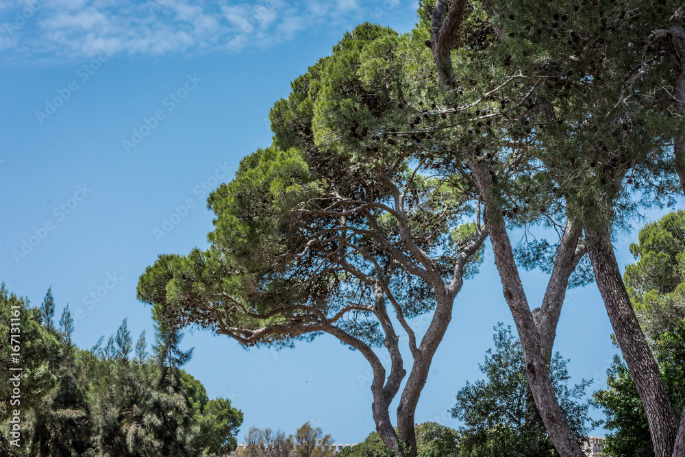 Beautiful botanical garden of Donnafugata castle, Ragusa, Sicily, Italy.