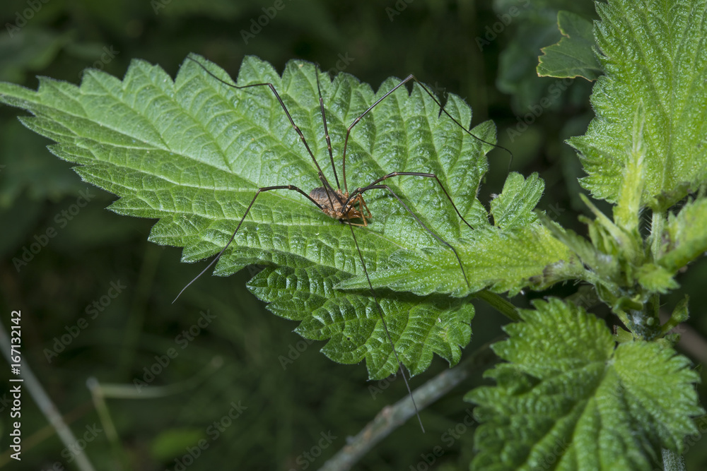 Spider on a leaf. Spider on a leaf.