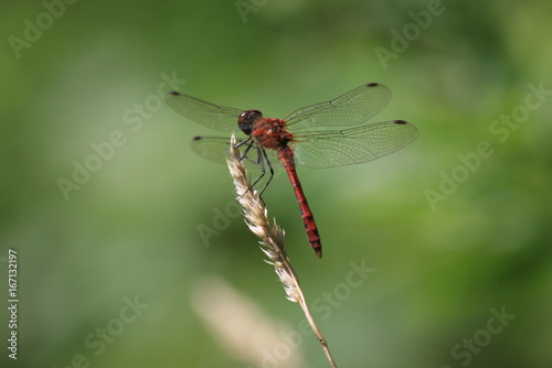 Libellule rouge