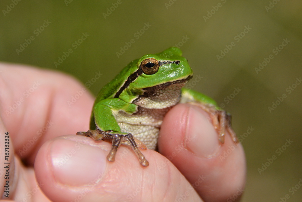 Laubfrosch Laubfrosch