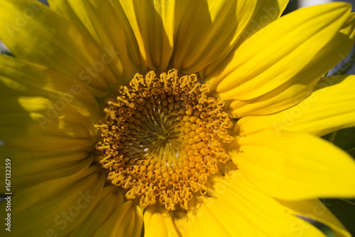 Sunflower blooming next to white picket fence in residential neighborhood