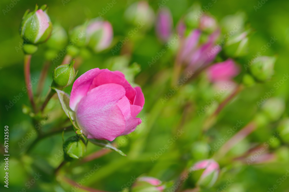 Rose- garden blurred background