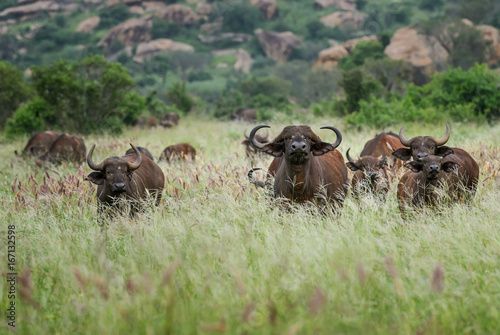 African Buffalo - Syncerus caffer, Kenya, Africa photo