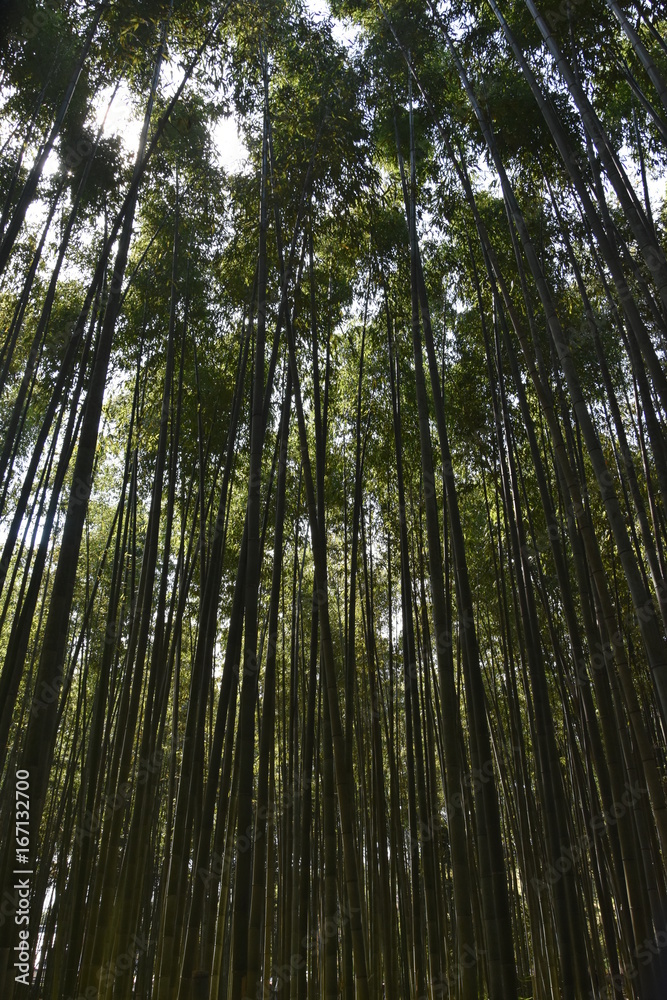Arashiyama, the bamboo forest in Kyoto Japan Arashiyama, the bamboo forest in Kyoto Japan