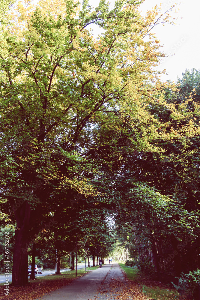 Vintage of falling autumn leaves in beautiful park, nijmegen, the netherland