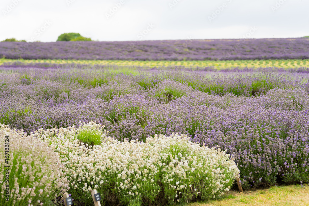 Lavender field lilac flowers a great aroma, daytime in the summer Lavender field lilac flowers a great aroma, daytime in the summer