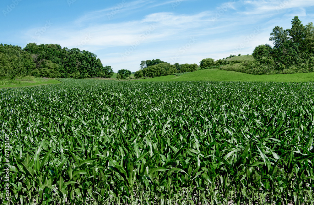 Corn Fields on the Fourth of July:  Corn stalks reach a height of 3-4 feet in early July on a small farm in southern Wisconsin.