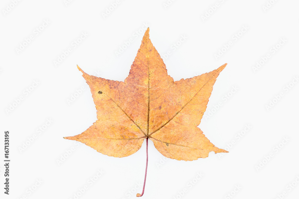 Maple leaves dry on a white background. Maple leaves dry on a white background.