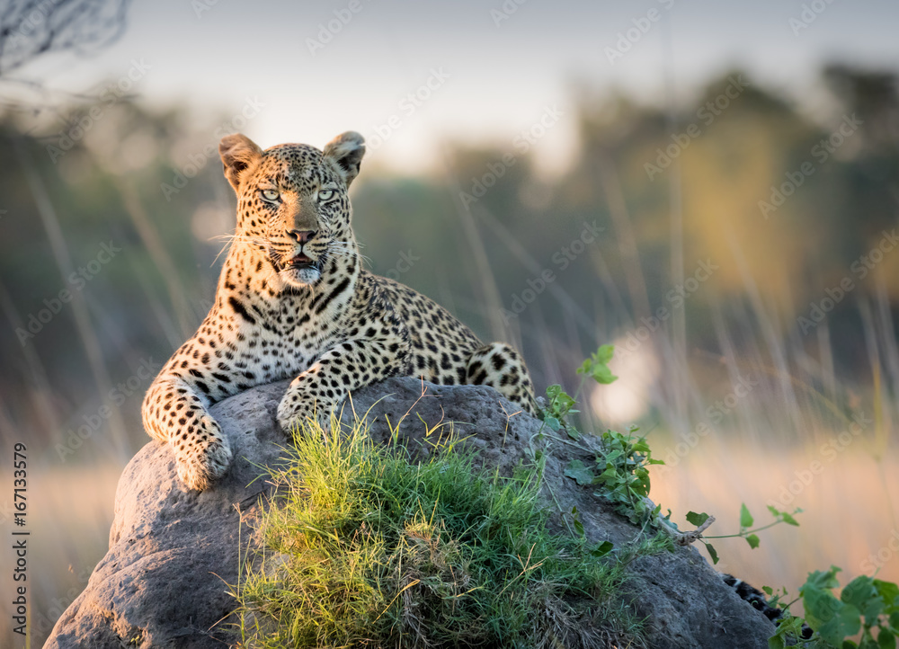 Tableau sur plexiglas avec Beautiful Leopard reclines on top of a termite mound surveying the horizon for trouble #167133579