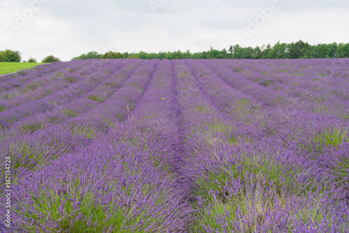 Lavender field in the UK lilac flowers with a great aroma in the summer in the daytime