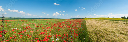 Panoramic photo of the field of wheat and poppies on a sunny summer day.