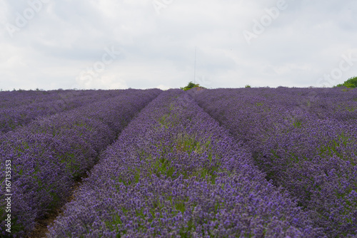 A Lavender farm in the south of England in the summertime at daytime  lilac flowers with a delightful smell