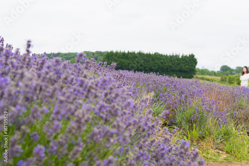 Wallpaper Mural A Lavender farm in the south of England in the summertime at daytime, lilac flowers with a delightful smell Torontodigital.ca