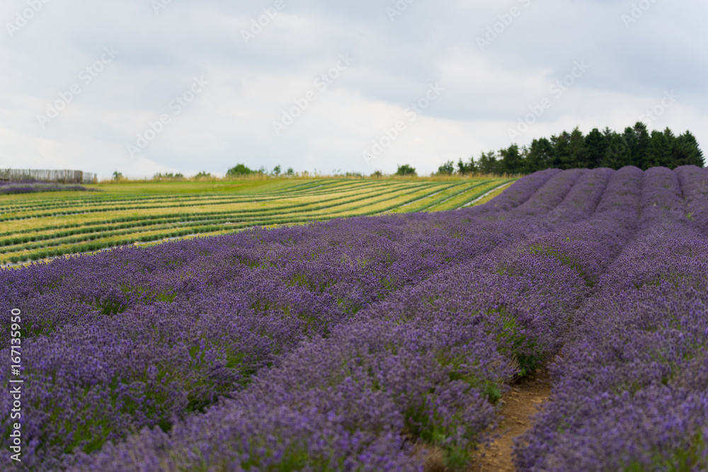 Fototapeta premium A Lavender farm in the south of England in the summertime at daytime, lilac flowers with a delightful smell