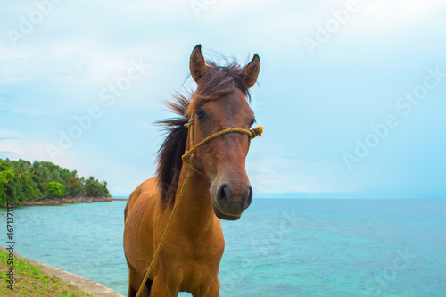Horse and sea landscape. Travel photo. Brown horse head closeup. Lovely farm animal.