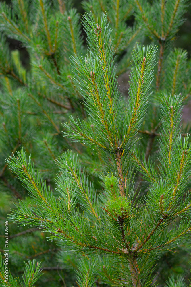 pine tree pine tree