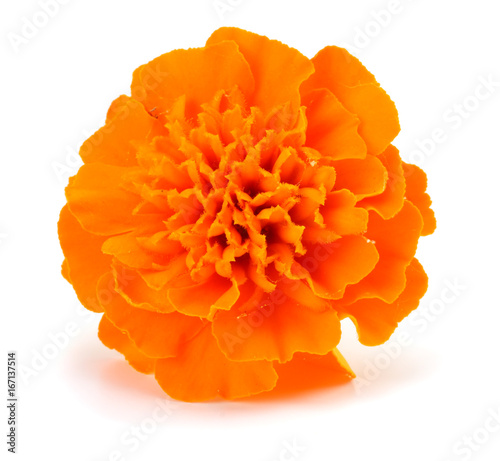 Orange Marigold flower (Tagetes erecta, Mexican marigold, Aztec marigold, African marigold) Tagetes erecta flower isolated on white