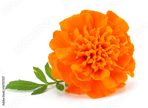 Orange Marigold flower (Tagetes erecta, Mexican marigold, Aztec marigold, African marigold) Tagetes erecta flower isolated on white #167137517