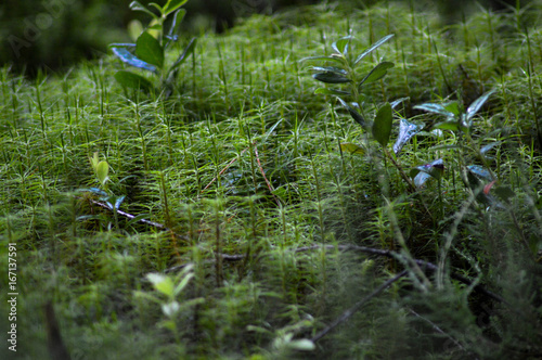 moss, forest, Scotland