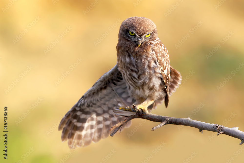 Fototapeta premium Young little owl with open wing