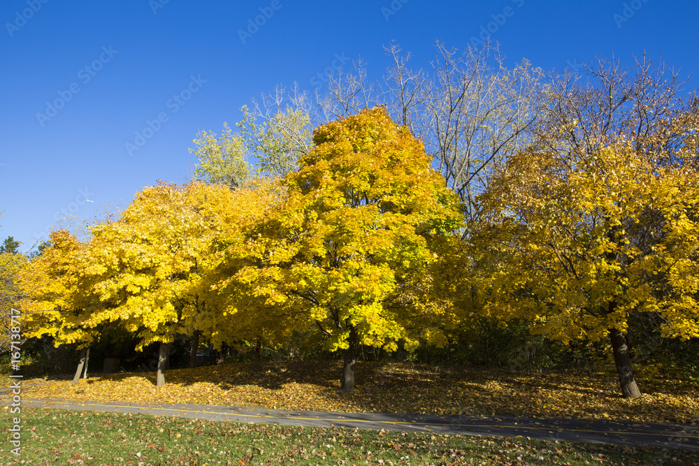 Naklejka premium Park in colorful Canadian autumn