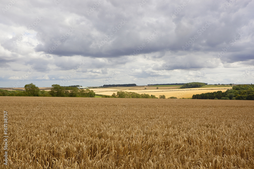 yorkshire wolds wheat fields