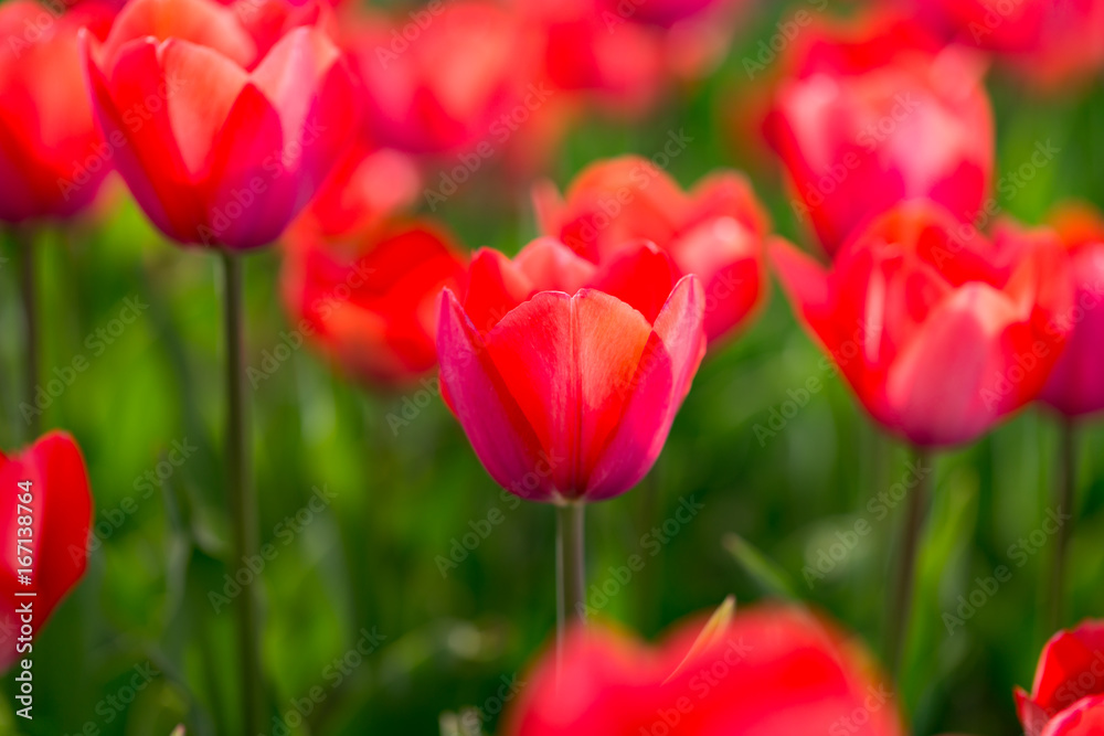 Beautiful red tulips in nature