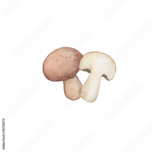 Brown mushroom handdrawn illustration. Mushroom whole and half.