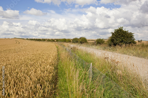 limestone track and wheat