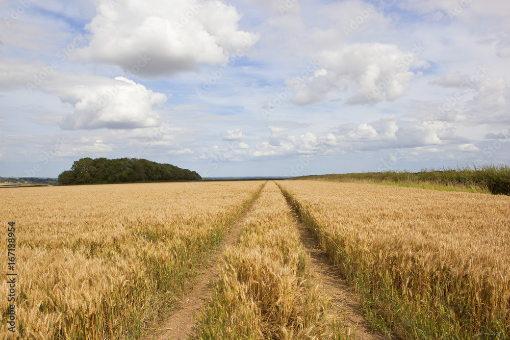 tyre tracks in golden wheat