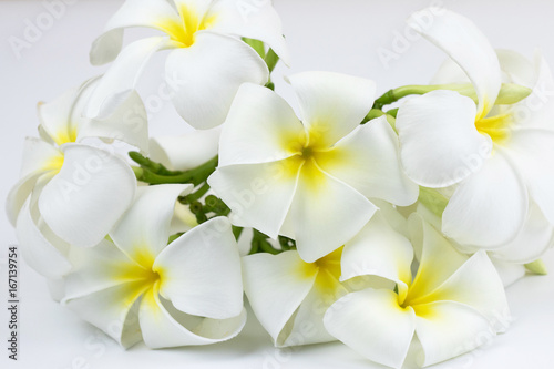 Bloom Tropical flowers frangipani on white isolated background