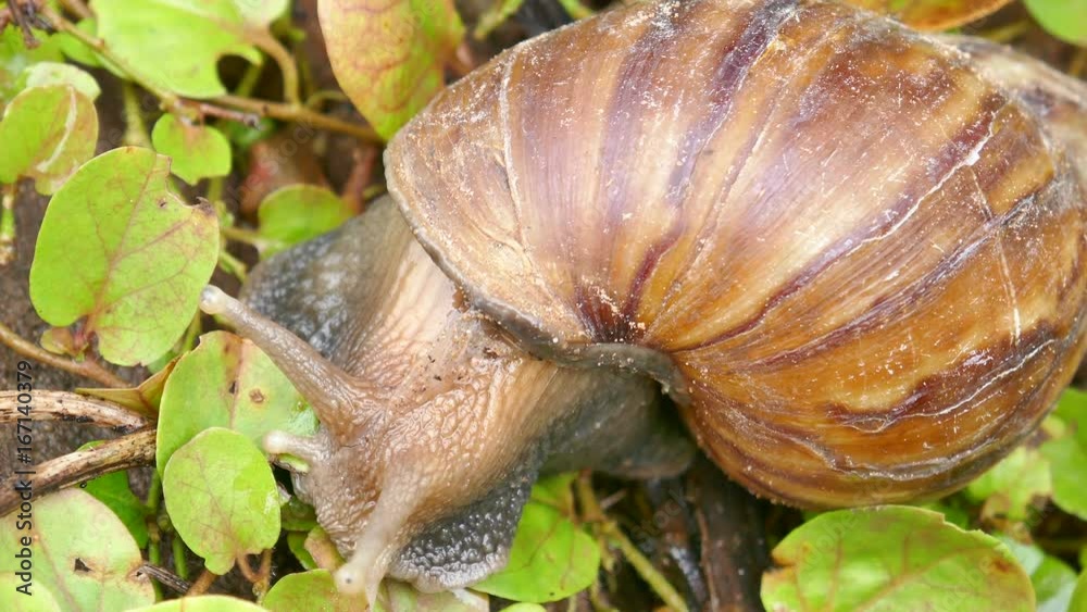 Snail