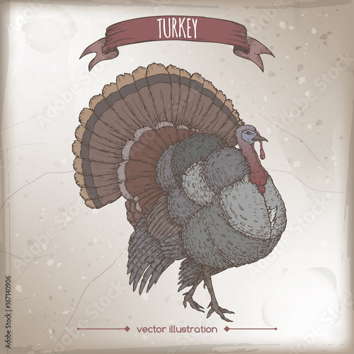 Vintage label with color live domestic turkey sketch.