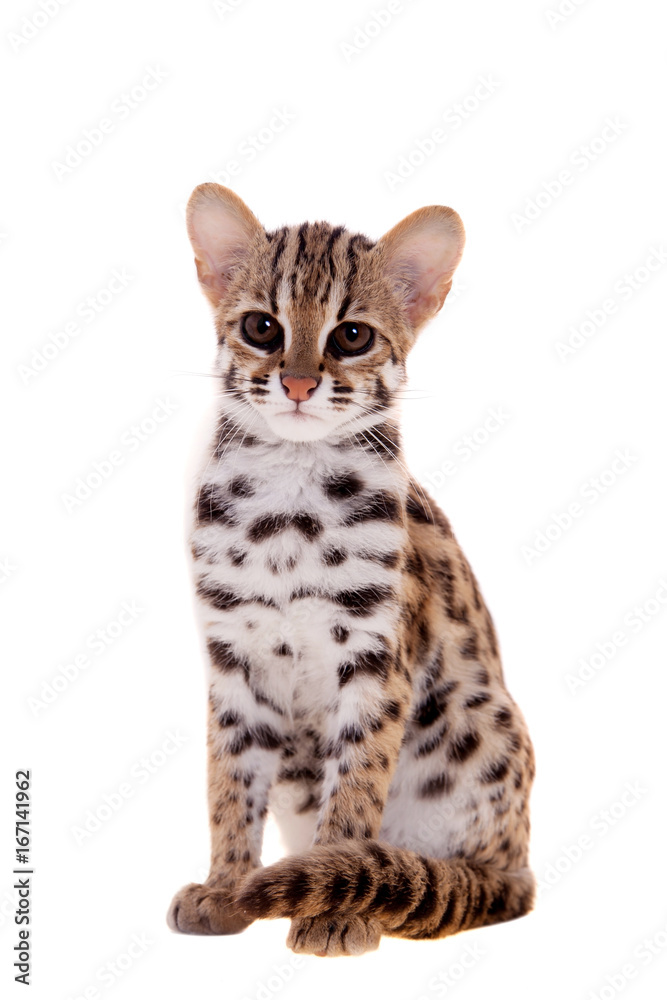 Fototapeta premium The asian leopard cat on white