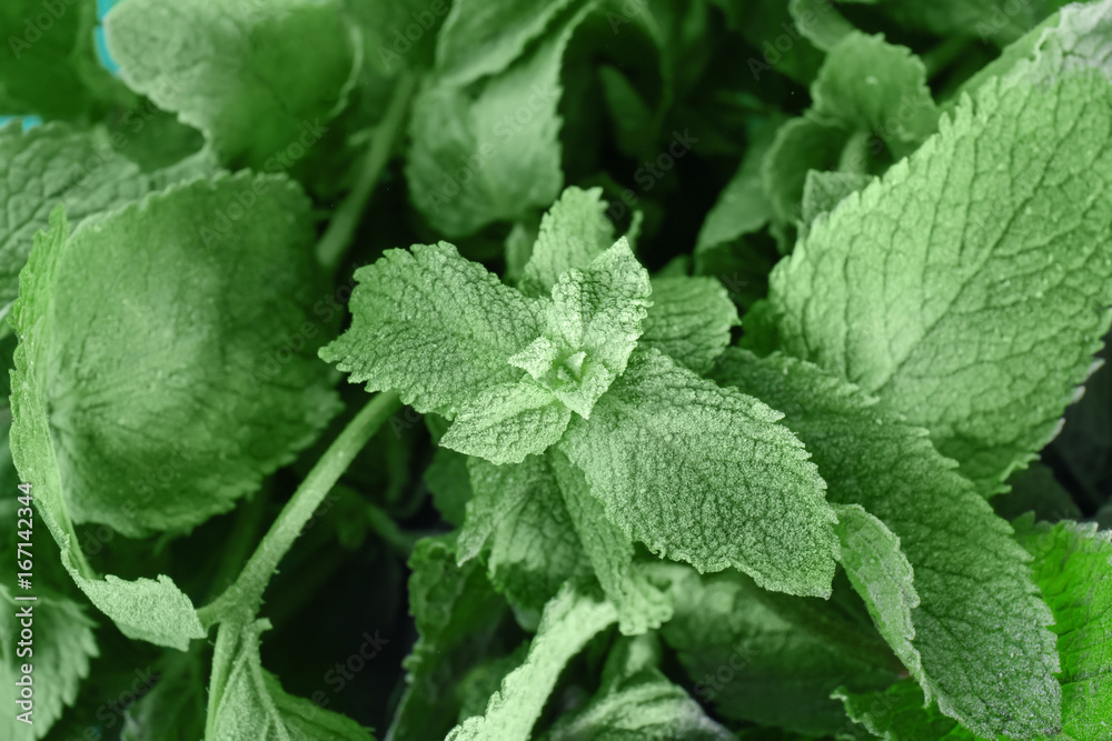 Frozen green mint, closeup