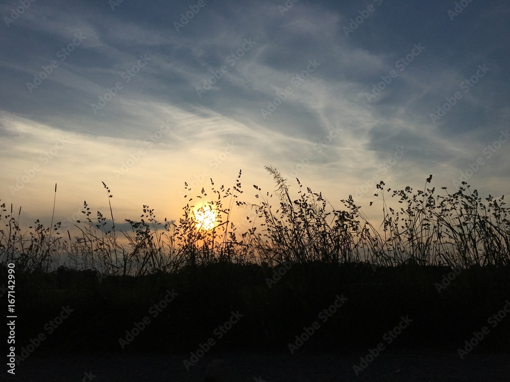 sunset sky weeds horizontal landscape agriculture nature sunset sky weeds horizontal landscape agriculture nature