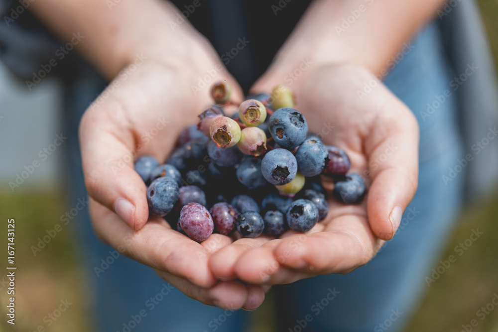 Girl holding freshly picked blueberries Girl holding freshly picked blueberries