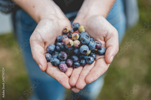 Girl holding freshly picked blueberries 2