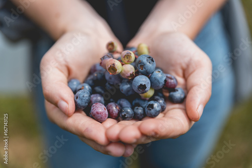 Girl holding freshly picked blueberries