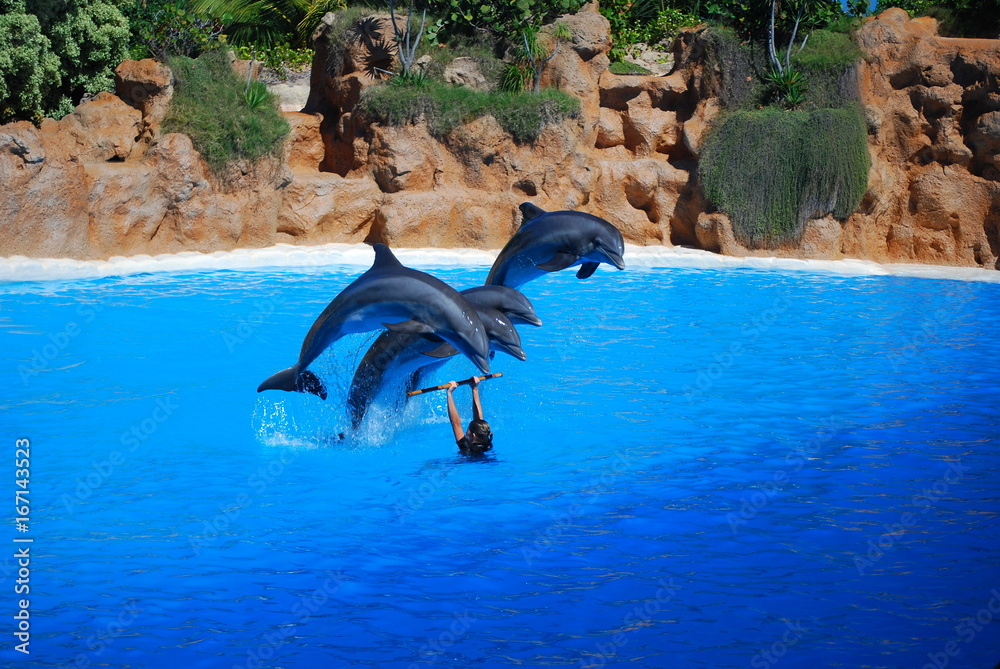 Fototapeta premium happy dolphins