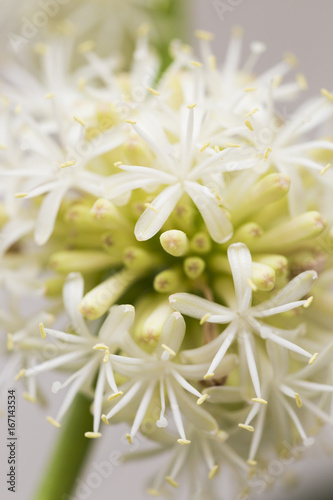 Dracaena fragrans flower