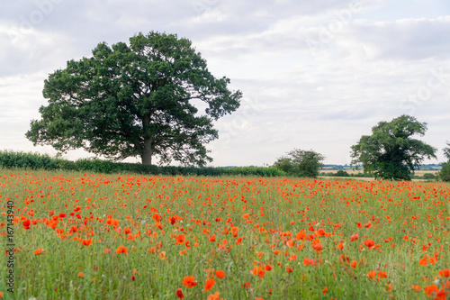 Red poppies in a field in Leicester-shire at summertime