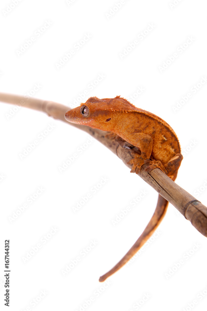 Fototapeta premium New Caledonian crested gecko on white