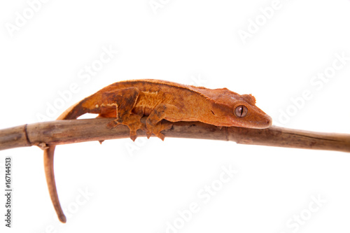 New Caledonian crested gecko on white