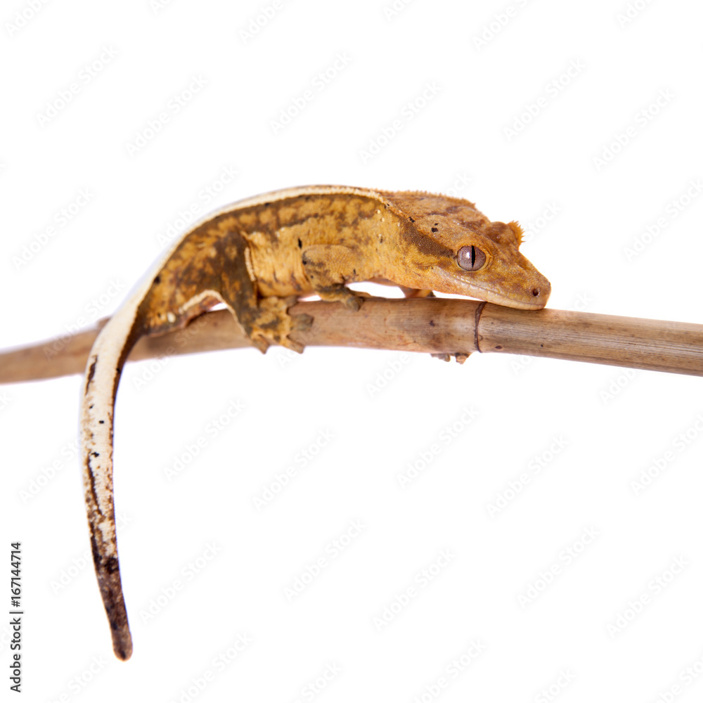 Fototapeta premium New Caledonian crested gecko on white