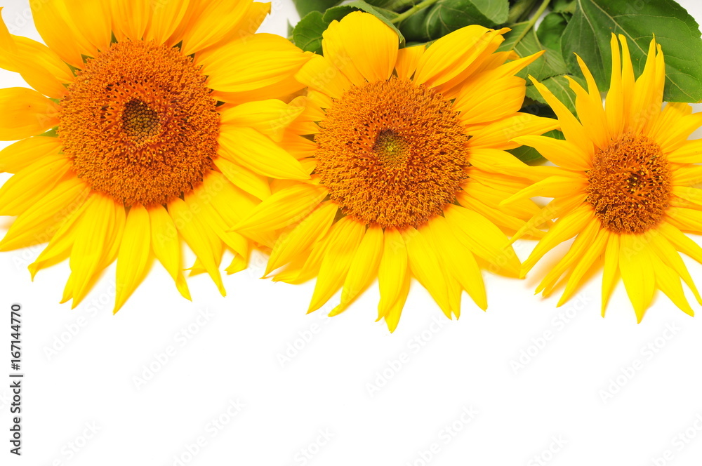 Sunflowers on a white background Sunflowers on a white background